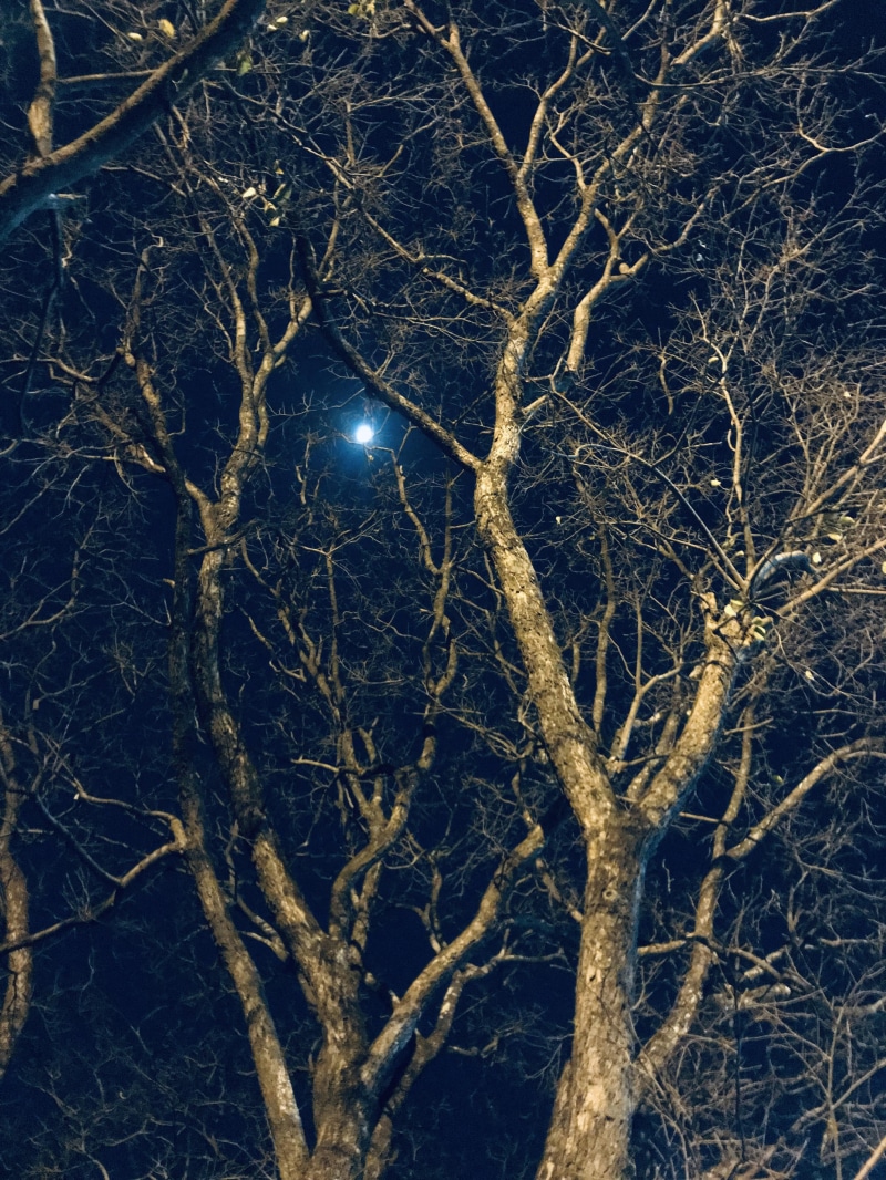 housing, weather, light, pune, tranquility, flare, 4K, universe, bare tree, outer space, astronomy, plant, full frame, no people, landscape, illuminated