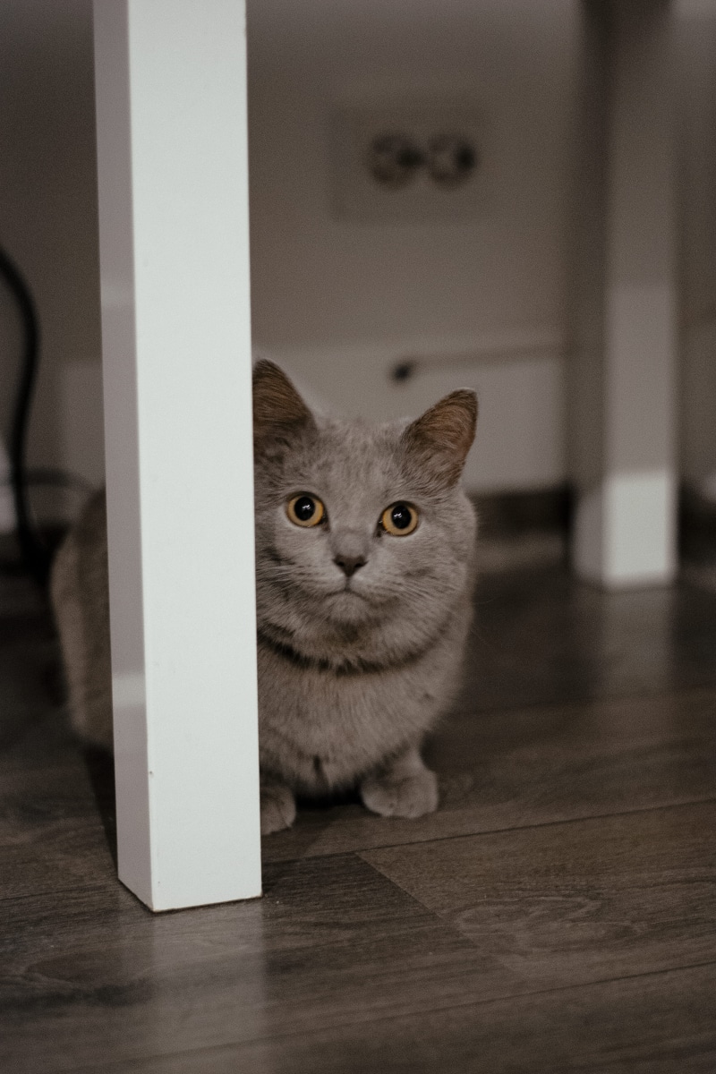 stained wood, cupboard, pets, indoors, close-up, home interior, vertebrate, focus on foreground, domestic animals, one animal, portrait, pet, mammal, looking at camera