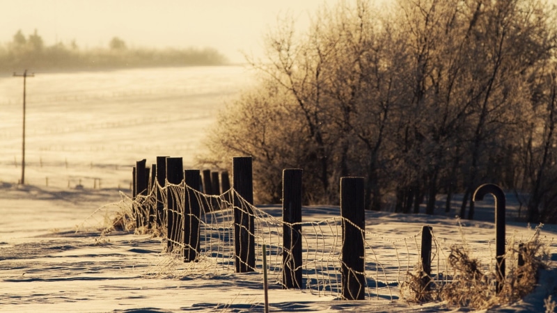 outdoors, plant, beauty In Nature, wooden, in a row, winter, tree, season, color Image, trees, autumn, post, cover, snow, nature, water, snowdrifts, sky