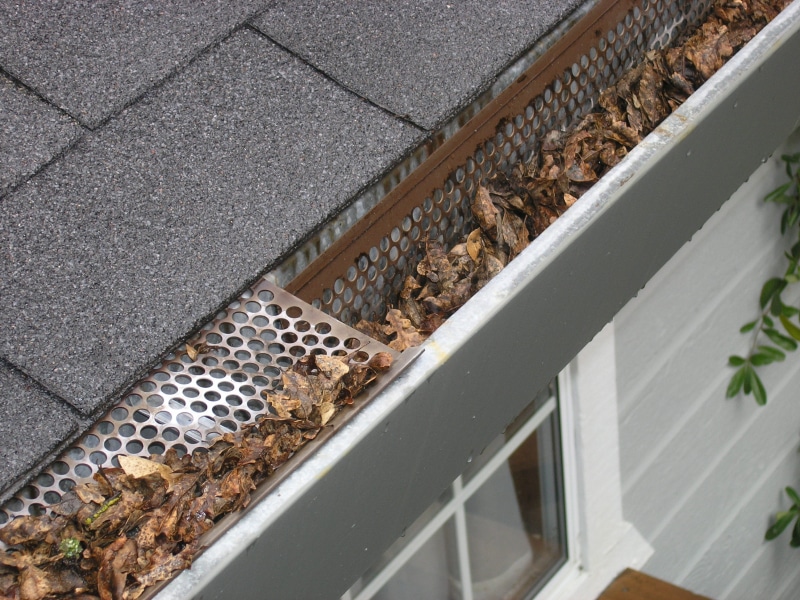 indoors, no people, Guard, Ipswich, gutter knight, close-up, animals in the wild, animal, outdoors, group of animals, gutter mesh, 2K, architecture, plant part