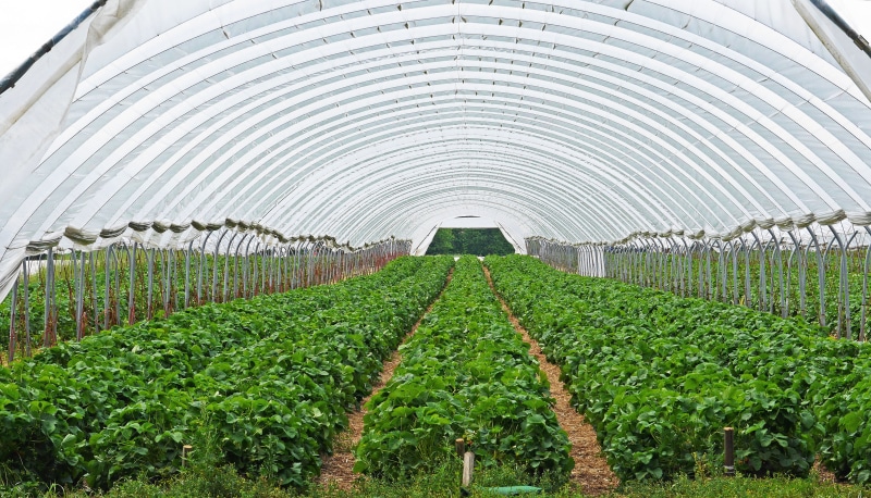 no people, land, strawberries, strawberry field, transparent film, plant nursery, in a row, weather protection, 4K, day, green color, grass, heat, crop