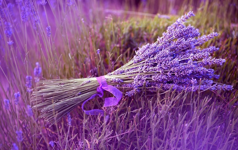 field, fragility, blossom, focus on foreground, broom, lavender, grape, purple, lavender colored, vulnerability, flower, outdoors, ribbon, aromatherapy