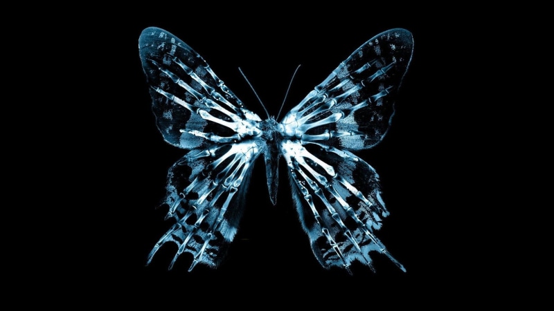 black, black background, 1080P, cyan, Fringe (TV series), simple, butterflies, bones, butterfly