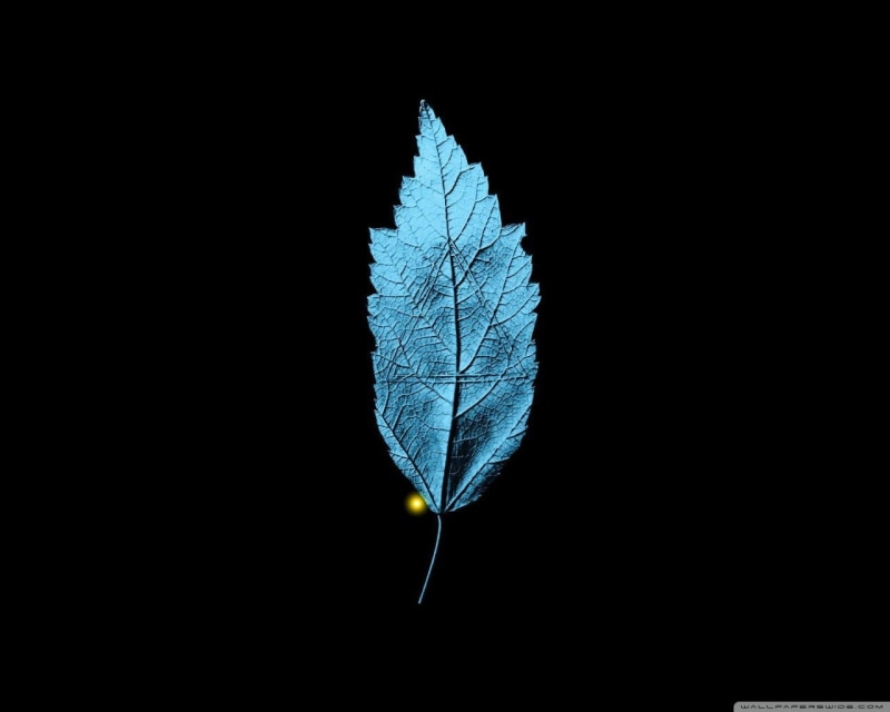 plant, autumn, black background, indoors, day, fragility, blue, beauty in nature, close-up, plant part, nature, studio shot, growth, Fringe (TV series)
