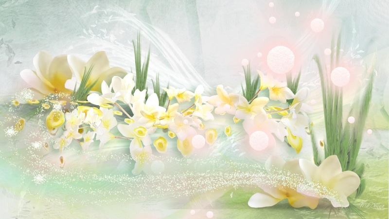soft, frangipani, ferns, 1080P, white, blossoms, 3d and abstract, yellow, plumeria, scatter, flowers, firefox persona