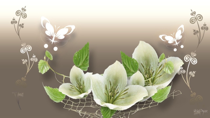 butterfly, white, 1080P, summer, beige, 3d and abstract, gradient, butterflies, firefox persona, flowers