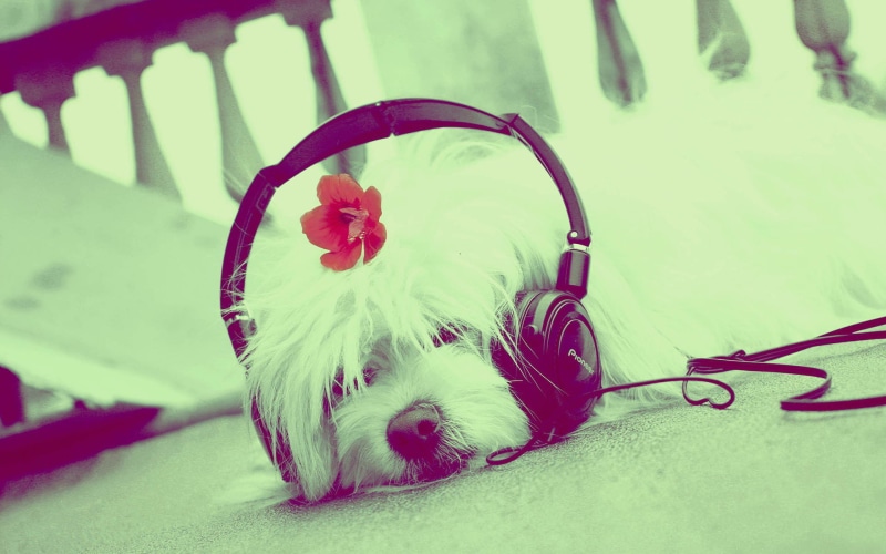 dog, 1080P, listening, cute, music