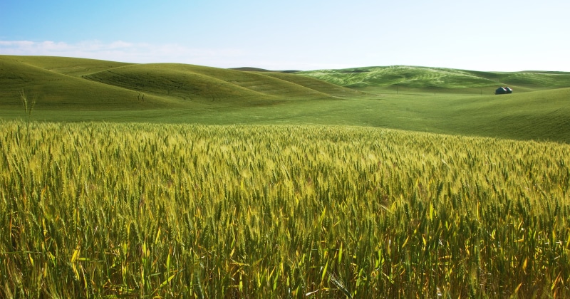 gras, landscaped, VR, grass, rural Scene, wheat, nature, italy, 2K, farm, field, land, rural, landscape, outdoors, green Color, fields, agriculture, photo