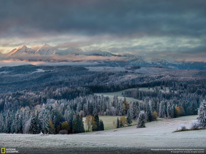plant, tranquility, pine tree, pine woodland, nature, snowcapped mountain, autumn, geographic, mountain range, no people, photo, environment, mountain