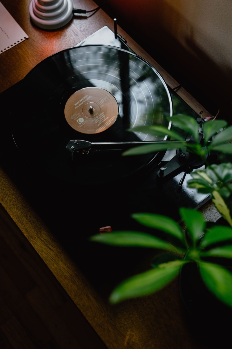 green color, plant part, leaf, indoors, play, needle, plant, hifi, table, record player, high angle view, brown, circle, sound, camera - photographic equipment