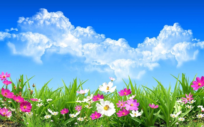 plant, pink color, 1080P, beauty in nature, flower head, flowerbed, fragility, sky, springtime, growth, blue, spring hd  1080p high quality, freshness