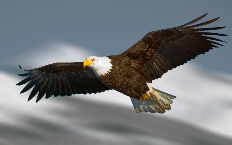 bald eagle, nature, eagle - bird, sky, 1080P, animal themes, bird, low angle view, motion, eagle hd  1080p high quality, mid-air, animals in the wild