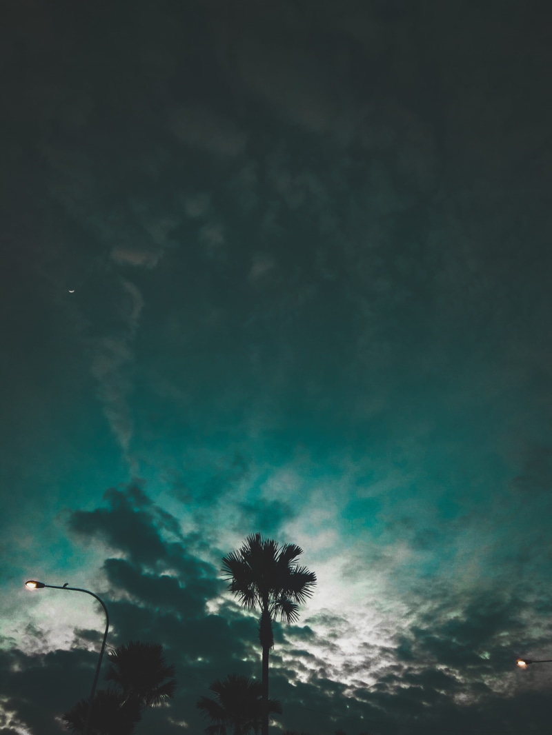 palm tree, ominous, low angle view, mobile photography, scenics - nature, cloud - sky, 4K, night, growth, no people, plant, silhouette, xiaomi, tree, sky