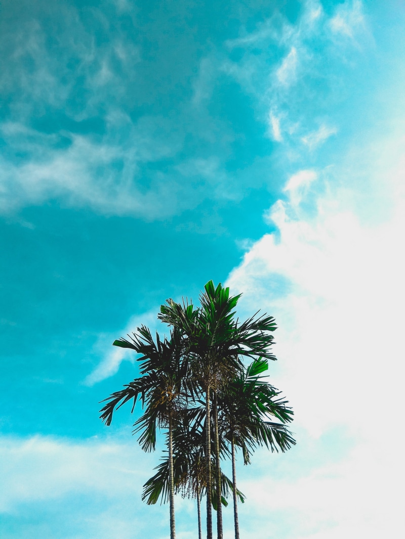 palm tree, sky, tall - high, tropical tree, bright, outdoors, no people, cloud - sky, good vibes, tree trunk, 4K, tropical climate, scenics - nature, holiday