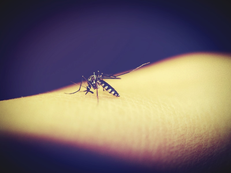 human body part, medicine, day, Bite, nature, unhygienic, stinging, disease, blood, epidemic, skin, infectious, up, dipterus, unrecognizable person, body part