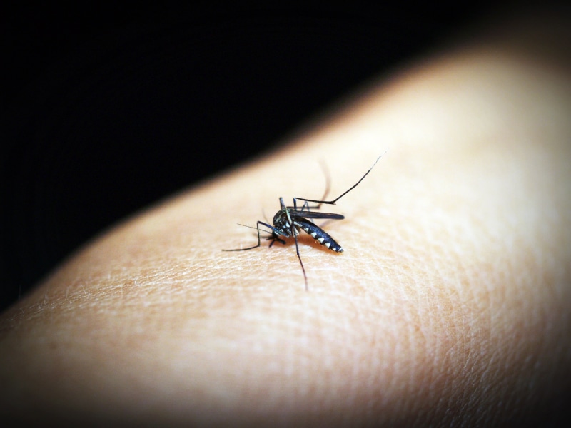 virus, close-up, 2K, stinging, one animal, parasitic, indoors, up, feeding, body part, human limb, human, insect, pest, wing, disease, medical, bloodsucker