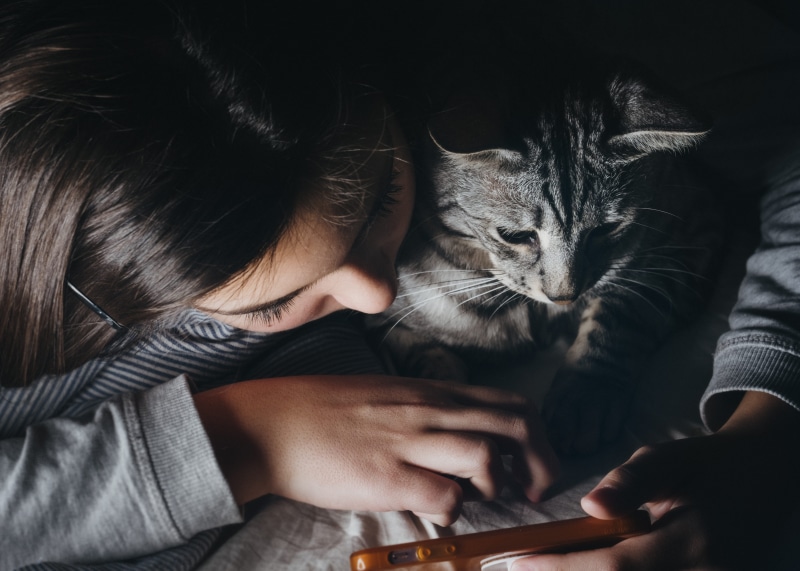 hand, one person, digital tablet, feline, person, reclining, vertebrate, wireless technology, connection, pets, indoors, domestic cat, cat, one animal