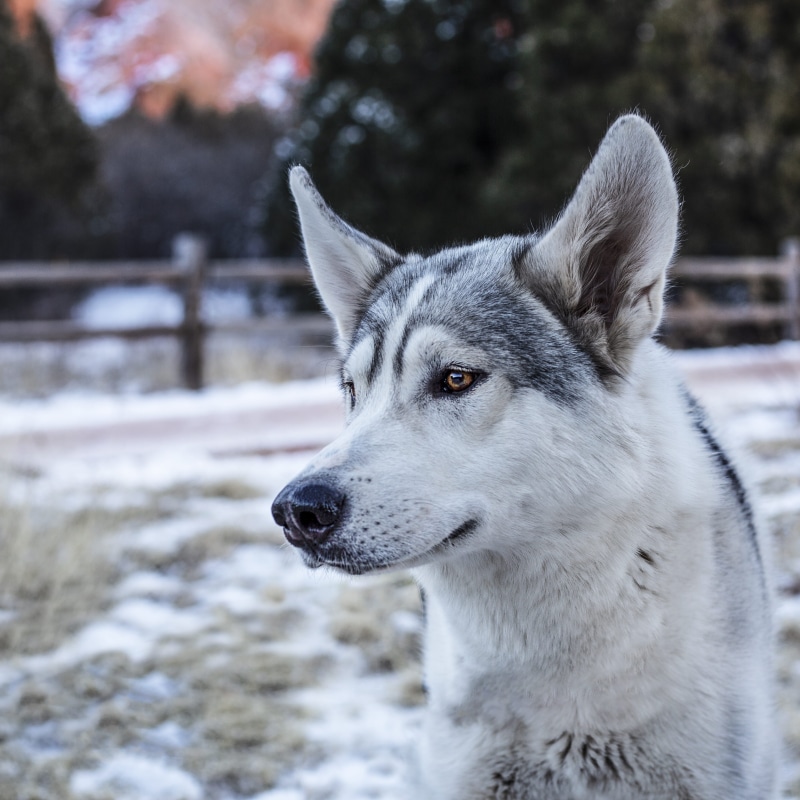looking, lardge, sled dog, selective, 2K, colorado springs, purebred dog, looking away, one animal, animal head, snow, domestic, co, short, husky, canine