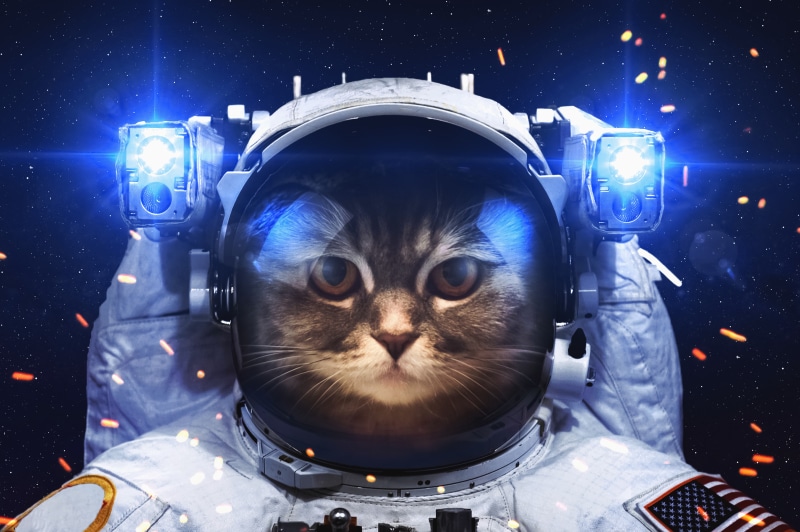 cat, 5K, astronaut, space