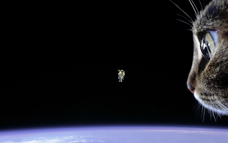 kittens, animals, 1080P, astronauts, outer, earth, x, cats, art, hd, outer space, space, spacesuit
