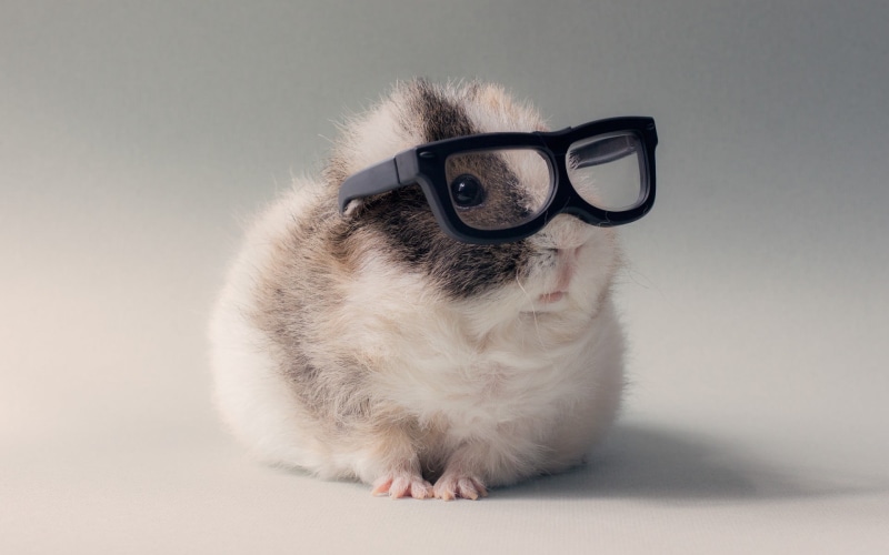 domestic cat, hairstyle, black, white, animals, one animal, white color, eyeglasses, glasses, sitting, framed, domestic, studio shot, gray, small, hamster