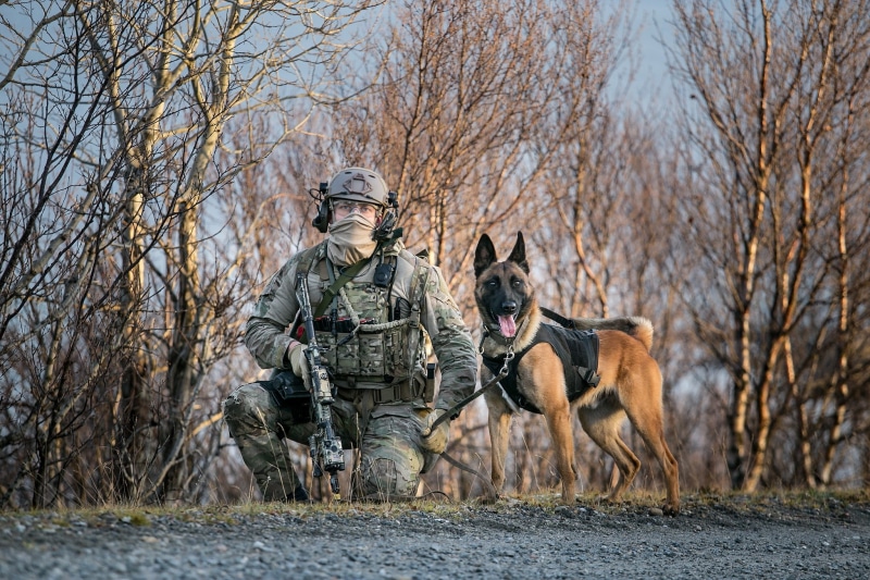 dog, army, weapons, soldiers, 1080P
