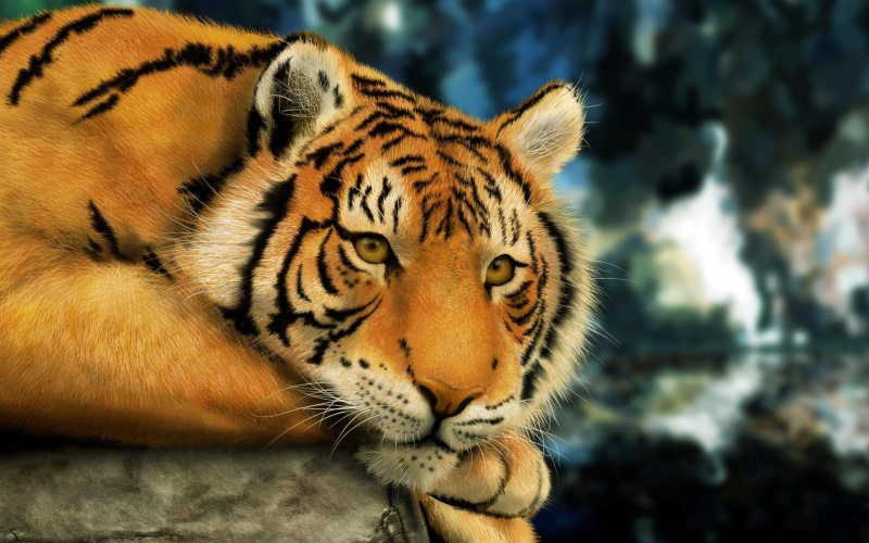 beautiful, animals, majestic, crouching, tiger, 2K, gorgeous