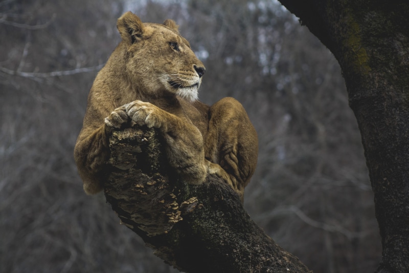 safari, animal, animals In The Wild, majestic, branch, watch, crouch, forest, mammal, outdoors, wildlife, lion - Feline, daytime, nature, africa, large