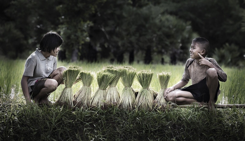 rice, togetherness, bonding, 720P, leisure activity, grass, childhood, men, outdoors, couple - relationship, sitting, people, land, girls, farmers, crouching
