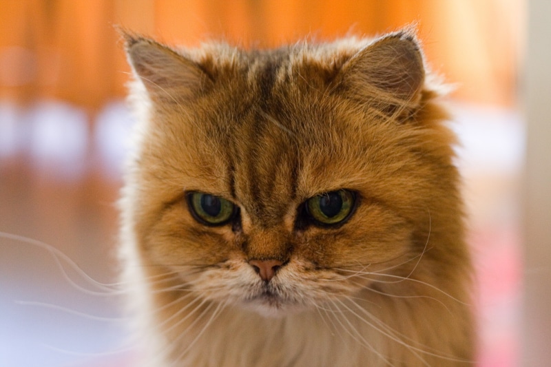exif, cute, kitten, Canon  camera, pets, meta, grumpy cat, 2K, aperture, EV, mm, purebred Cat, young Animal, feline, bias, model, domestic Animals, sec