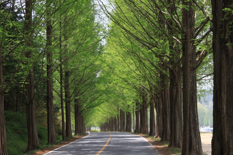 green, park, direction, beautiful scenery, tree trunk, bamboo - plant, empty road, countryside lanes, koyo, no people, meta sequoia, metasequoia, meta information of  win