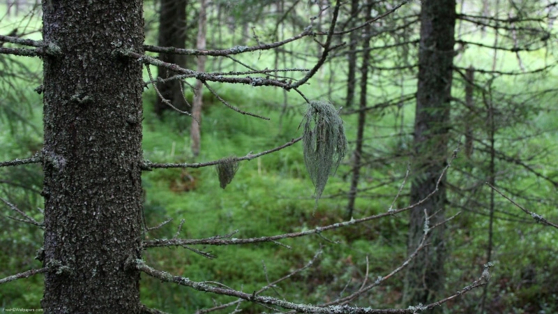 pine, 1080P, tree, forest, meta, 3d and abstract, green