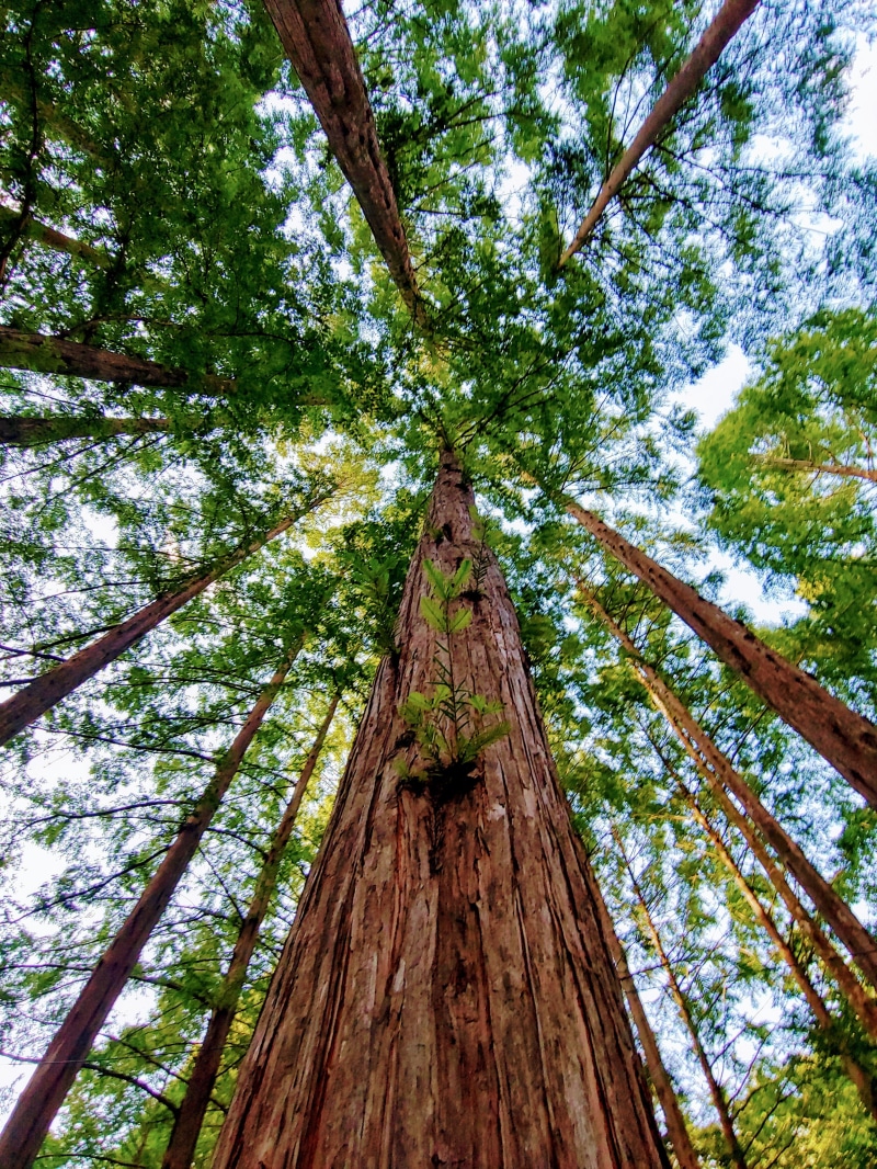 tree, lockscreen, architecture, directly below, 4K, plant, life, wooden pillars, growth, tall - high, zhang taishan, nature, no people, trunk