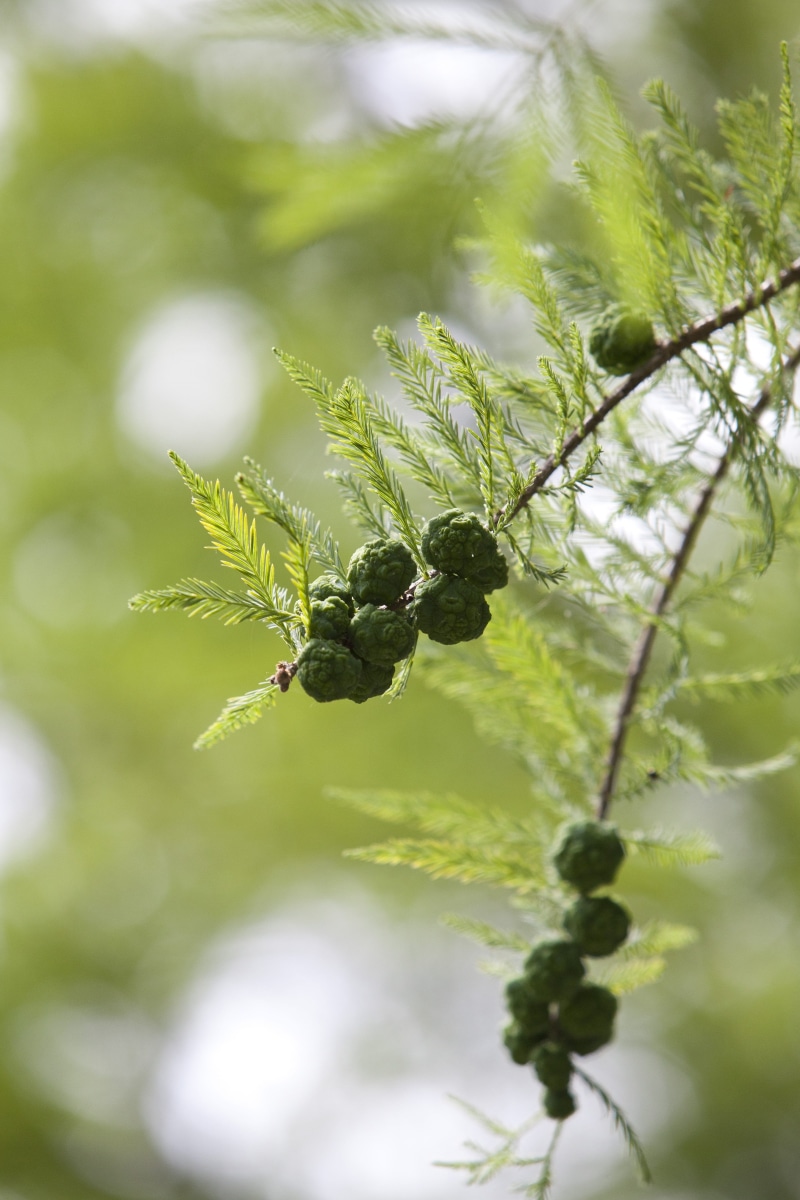 Meta, food and drink, plant part, no people, nutty, focus on foreground, Fruit, wood, green color, close-up, botanical garden, nature, meta sequoia, berry fruit