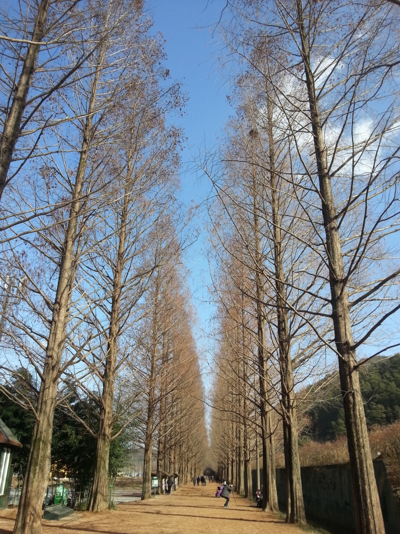 incidental people, diminishing perspective, built structure, trunk, winter sky, nature, tranquility, sky, day, bare tree, treelined, plant, footpath, 2K