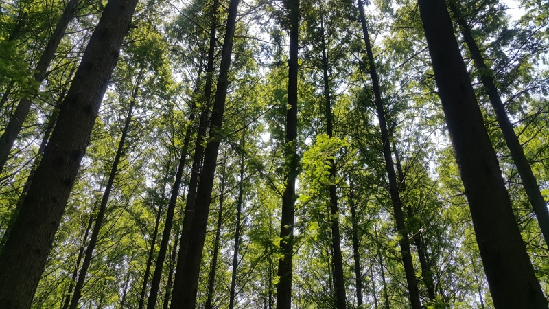 tree trunk, 5K, outdoors, no people, low angle view, tree canopy, full frame, forest, nature, tree, bamboo grove, beauty in nature, tranquility, land