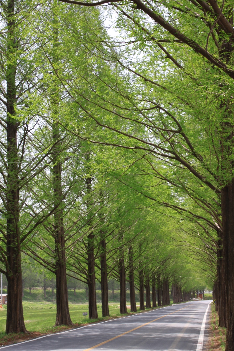 damyang, break, forest road, tree, meta sequoia, growth, trees along, landscape, park, forest bathing, no people, spring, lined street, outdoors, direction