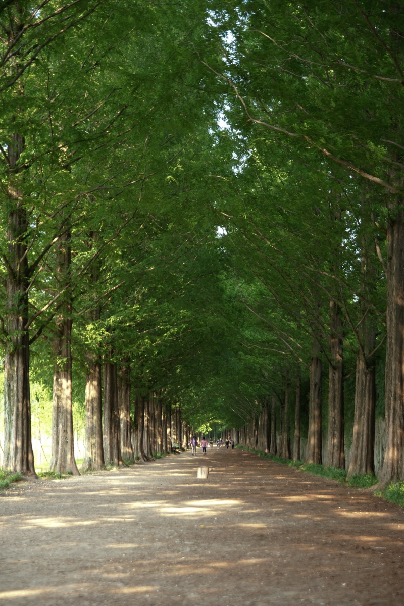 meta sequoia, meta-porsche inquiries, gil, 4K, road, footpath, outdoors, incidental people, meta information of  win, meta information inquiries your way