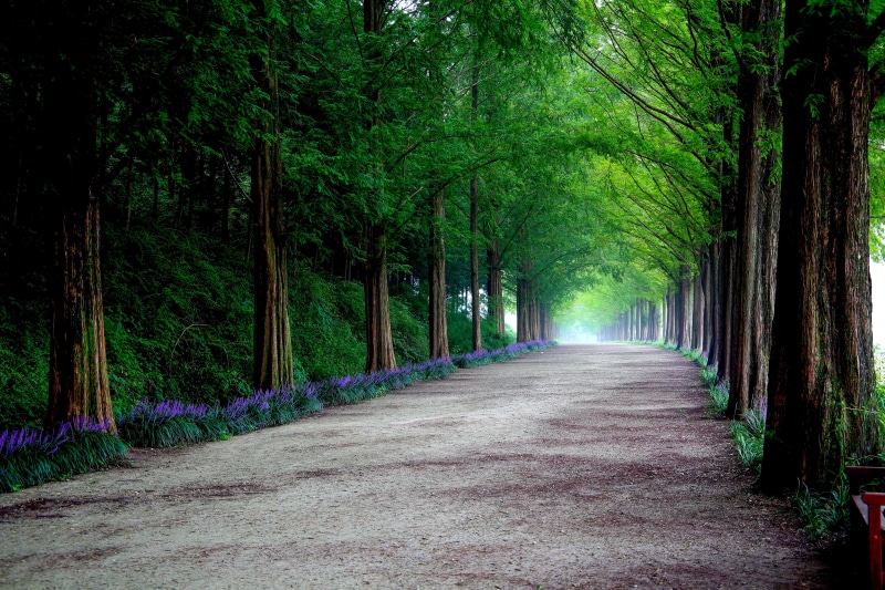 no people, direction, footpath, landscape, abstract, vanishing point, growth, road, nature, forest, diminishing perspective, scenics - nature, beauty in nature