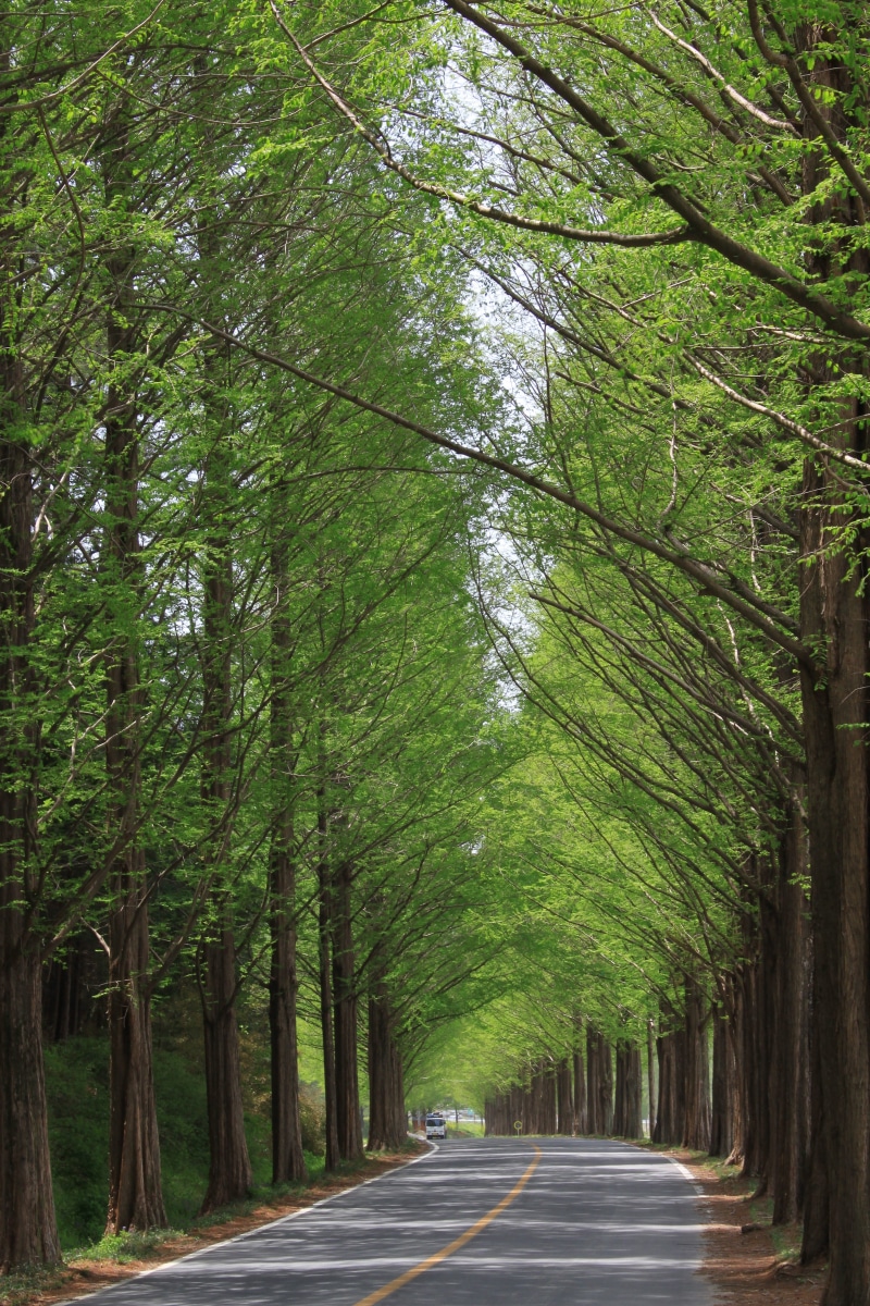 meta sequoia, laid-back, no people, tourist destination, break, healing, the nature of the, beautiful scenery, the leaves, park, tree trunk, landscape