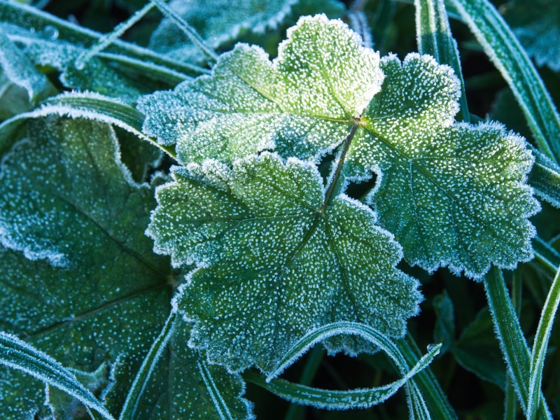 om, photo, frozen, plant, 4K, nature, leaves, green  ice, close-up, m5, leaf, green leaves, closeup, olympus, green, d  e