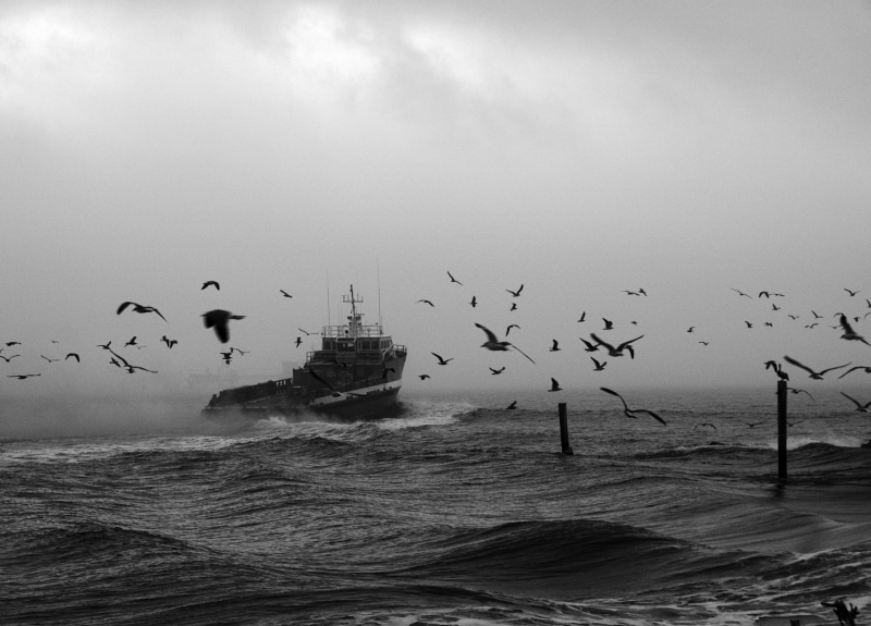 sky, animal, dark, GIMP, grey, ocean, sea, 4K, flying, bird, water, Olympus OM-D E-M5, grey scale, GMIC, nature, scale, BandW, gulls, photo, wildlife