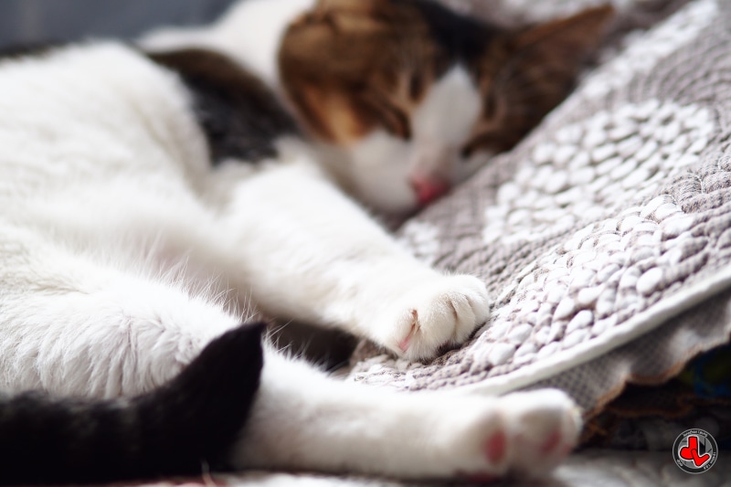 Project 365, 75mm, bokeh, day one, 4K, one day, ED, Micro 4/3, ET, DOF, net, blur, black, M4, Sa, Group, and brown, pillow, Superb, F1.8, selective, focus