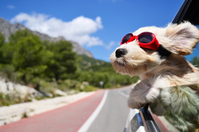 coated, animal, one animal, travel, nature, cute, sunglasses, domestic Animals, looking, sky, dog, purebred Dog, terrier, chihuahua - dog, outdoors, 5K