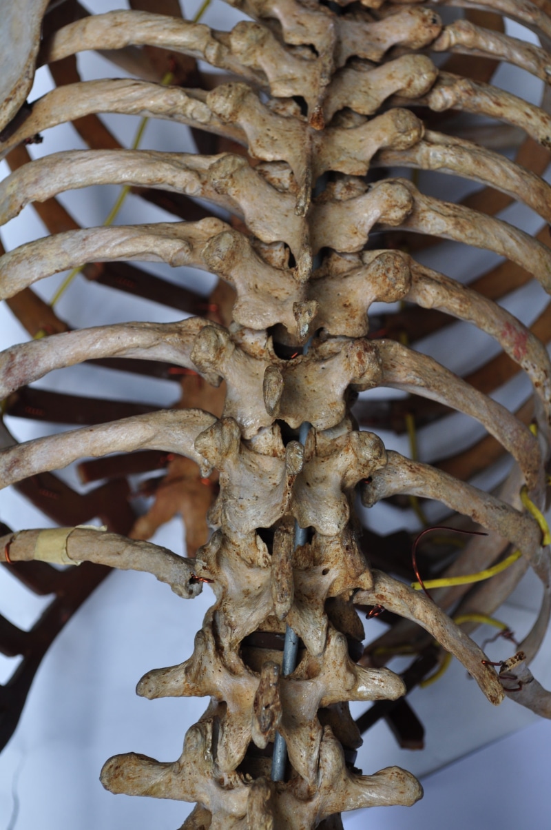back, anatomy, close-up, column, plant, ribcage, food and drink, no people, brown, textured, indoors, spinal column, rusty, 4K, spine, anatomical, focus on foreground