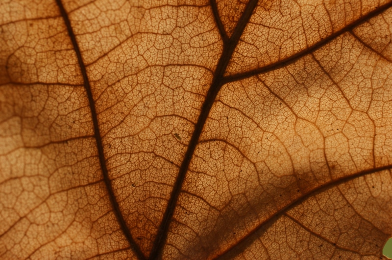 leaf Vein, textured, abstract, nature, 4K, autumn, macro, photo, pattern, backgrounds, cells, leaf, close-up, plant, closeup, background