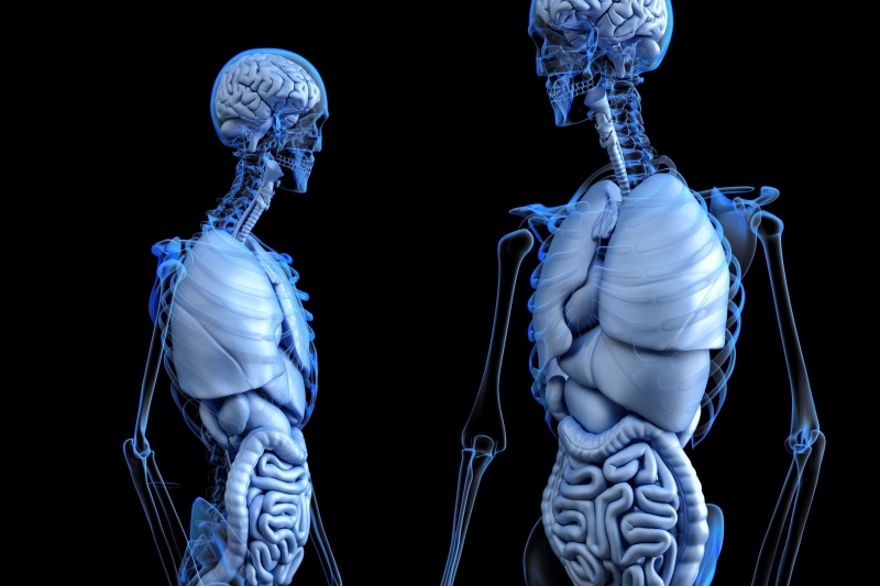 enteric, skeleton, indoors, cardiac, digested, colon, black background, gastro, mri scan, 3d illustration, 3d rendering, 3d, white color, bone, blue, full