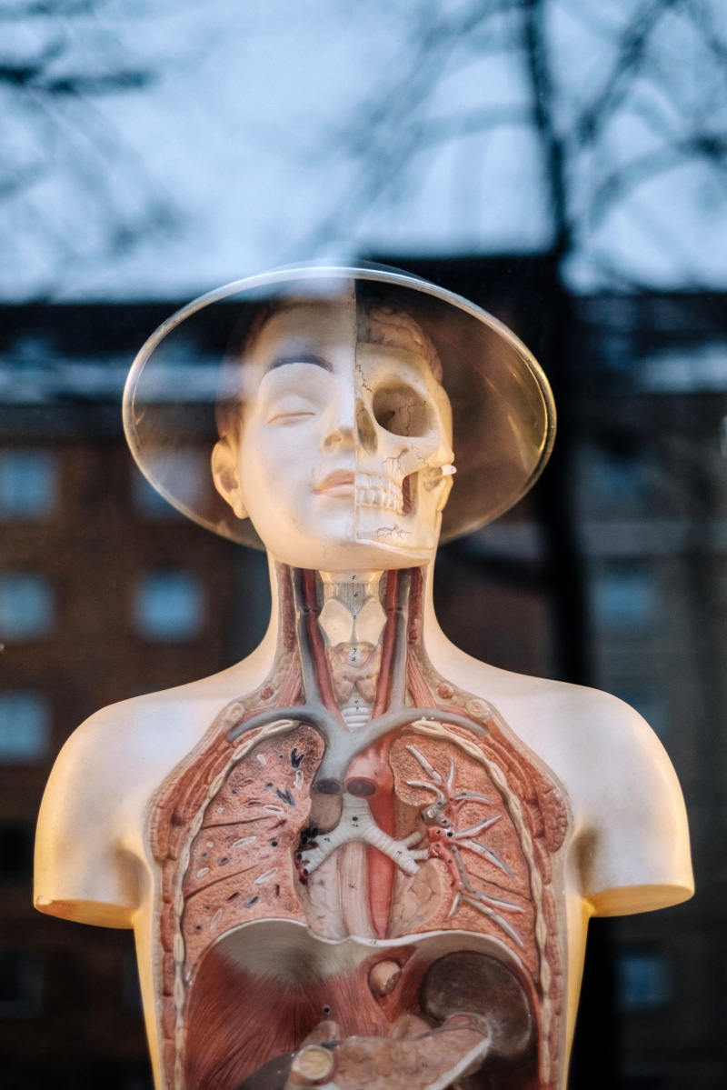 anatomy, indoors, display, body part, organ, anatomical, human, representation, 4K, retail display, human anatomy, sculpture, skull, eye, manikin, human representation