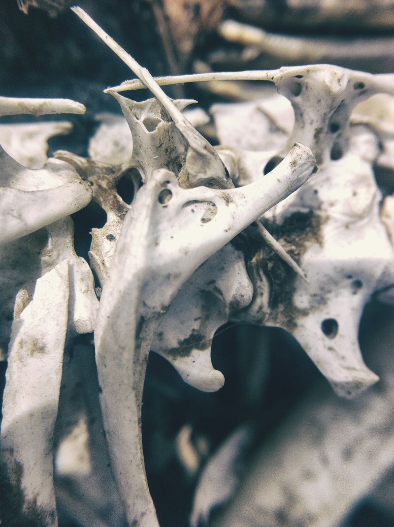 animal skull, selective focus, deer, zoology, body, creature, biology, no people, animal body part, animal themes, animal skeleton, death, day, macro, anatomical