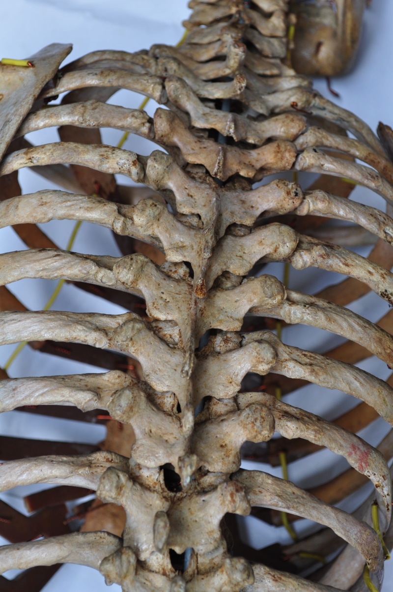 stack, healthy eating, natural pattern, textured, ribs, seafood, back, focus on foreground, anatomical, ribcage, still life, food, 4K, Skeleton, no people